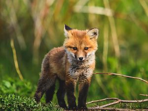 Превью обои лисенок, лиса, животное, милый, дикая природа