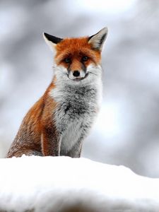 Превью обои лисица, лиса, снег, сидеть