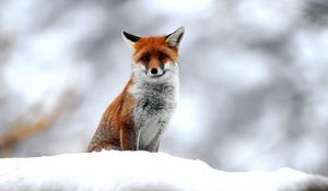 Превью обои лисица, лиса, снег, сидеть