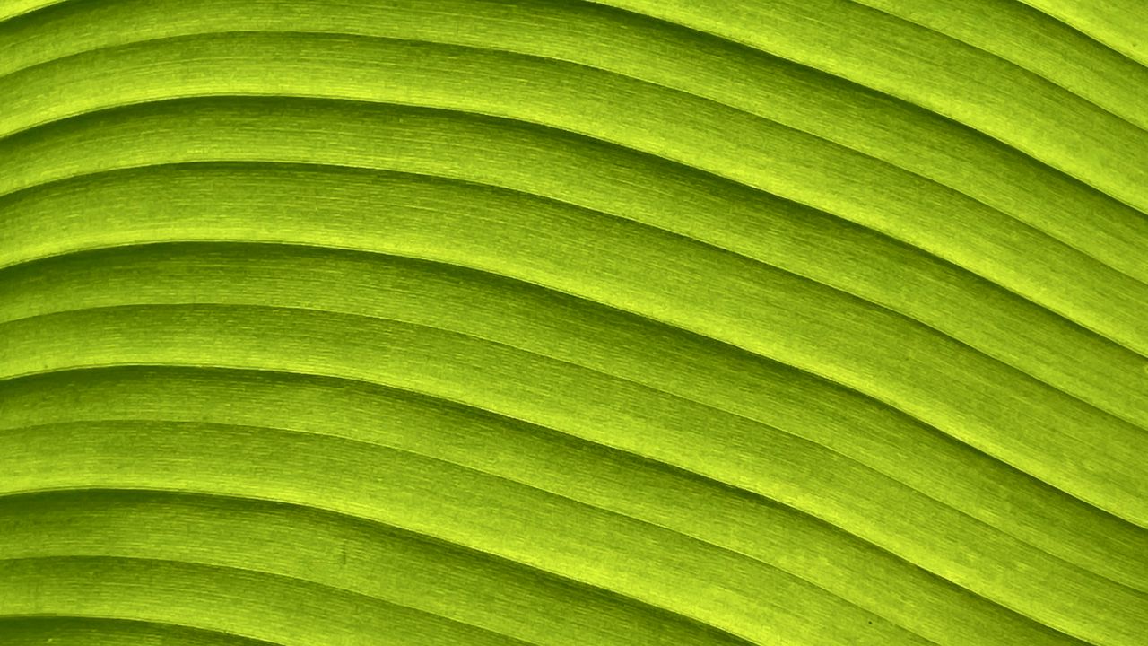 Обои лист, банан, зеленый, макро, рельеф