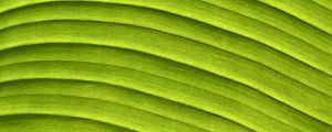 Превью обои лист, банан, зеленый, макро, рельеф