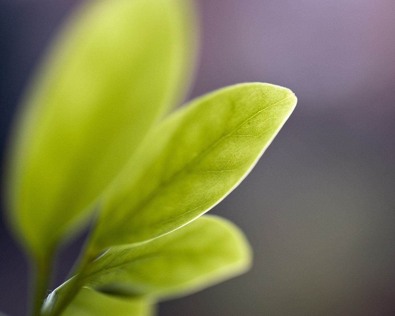 Нежные листья. Leaf Buds.