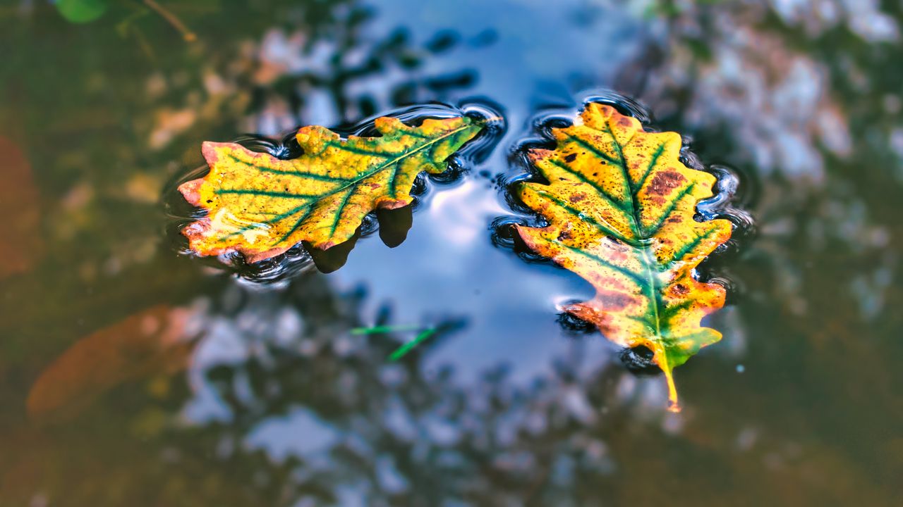 Обои лист, дуб, вода, отражение, макро