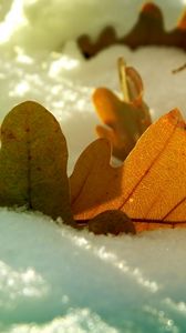 Превью обои лист, дубовый, осень, снег, зима