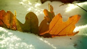 Превью обои лист, дубовый, осень, снег, зима