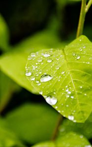 Превью обои лист, капли, дождь, макро, растения