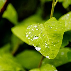 Превью обои лист, капли, дождь, макро, растения