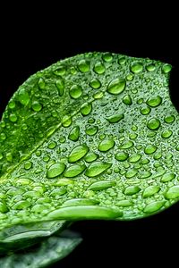 Превью обои лист, капли, дождь, макро, зеленый