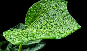 Превью обои лист, капли, дождь, макро, зеленый