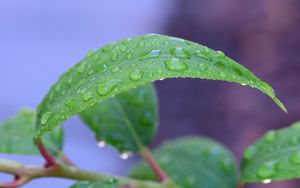 Превью обои лист, капли, дождь, вода, макро, зеленый
