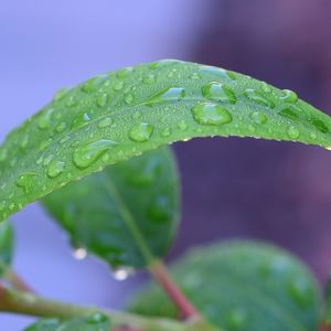 Превью обои лист, капли, дождь, вода, макро, зеленый