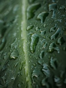 Превью обои лист, капли, макро, мокрый, вода