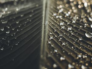 Превью обои лист, капли, мокрый, макро