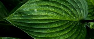 Превью обои лист, капли, поверхность