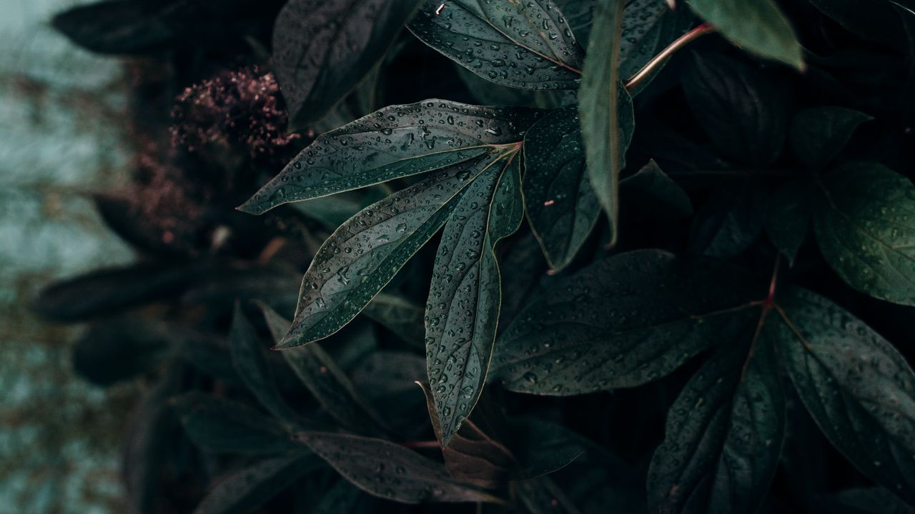 Обои лист, капли, растение, темный, влажный