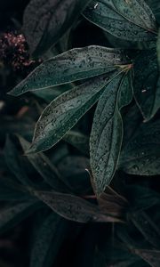 Превью обои лист, капли, растение, темный, влажный