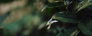 Превью обои лист, капли, размытость