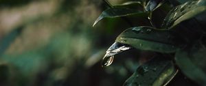 Превью обои лист, капли, размытость