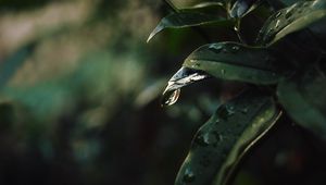 Превью обои лист, капли, размытость