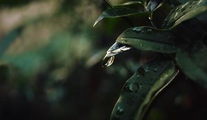 Превью обои лист, капли, размытость