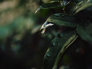 Превью обои лист, капли, размытость