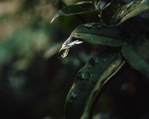Превью обои лист, капли, размытость
