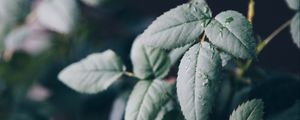 Превью обои лист, капли, роса, размытость