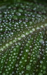 Превью обои лист, капли, вода, макро, зеленый