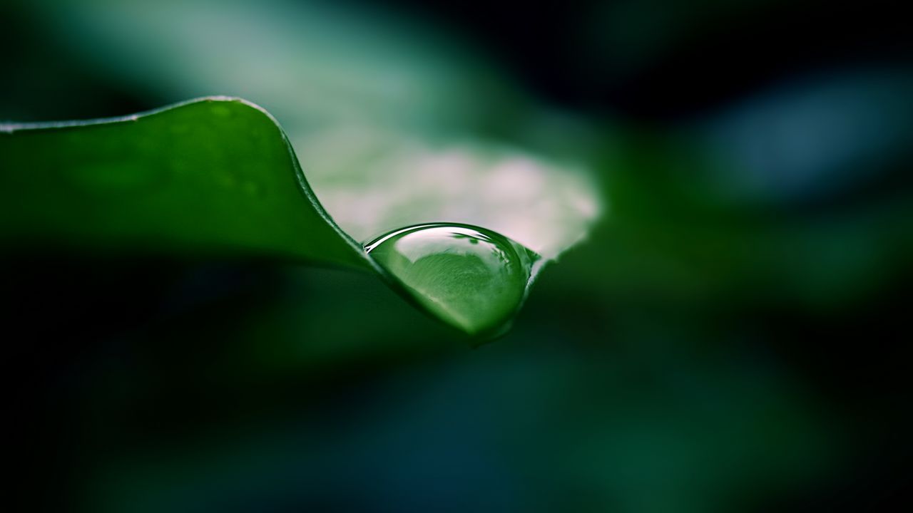 Обои лист, капля, вода, макро, зеленый
