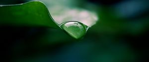 Превью обои лист, капля, вода, макро, зеленый