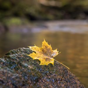 Превью обои лист, клен, камень, размытие