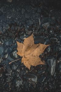 Превью обои лист, клен, камни, осень, вода, опавший
