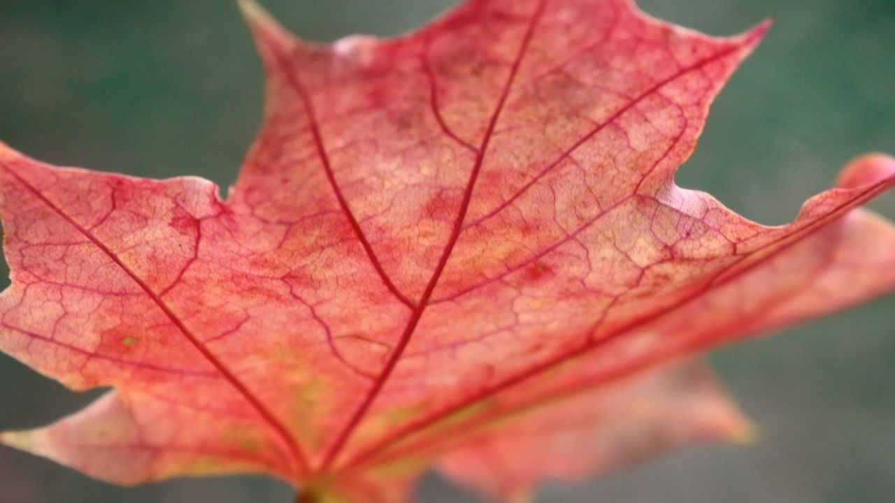 Обои лист, клен, красный, опавший, осень