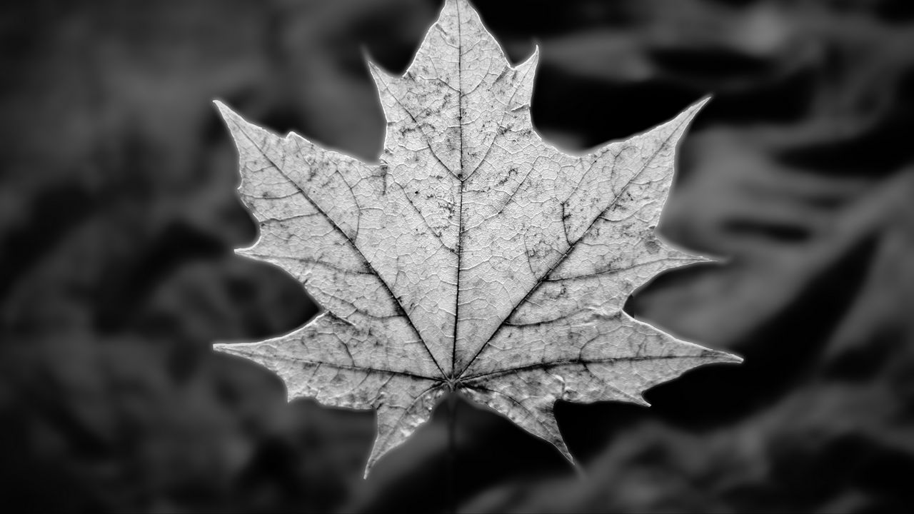 Обои лист, клен, макро, черно-белый, осень