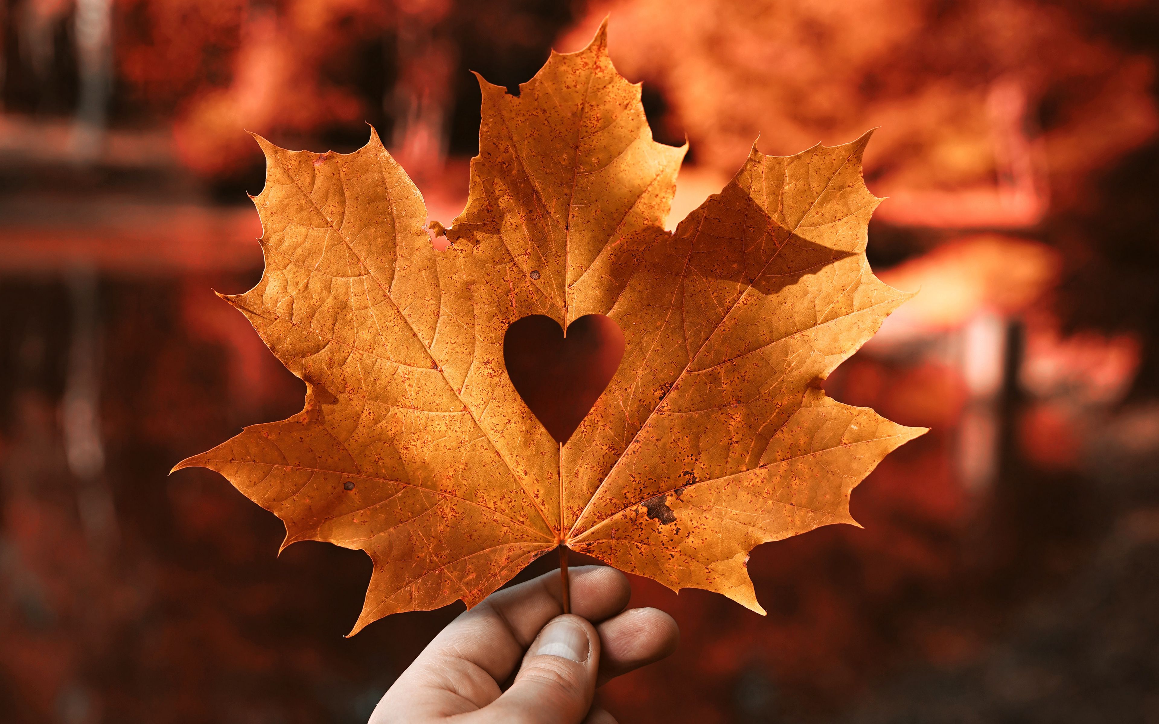 Да что говорить каждый осенний лист. Осенние листья. Красивые листья. Осенний кленовый лист. Сердце из осенних листьев.