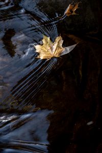 Превью обои лист, клен, осень, вода, макро