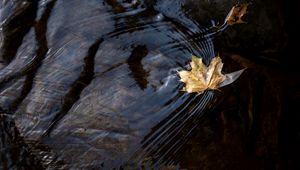 Превью обои лист, клен, осень, вода, макро