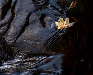 Превью обои лист, клен, осень, вода, макро