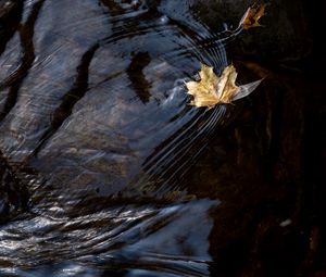 Превью обои лист, клен, осень, вода, макро