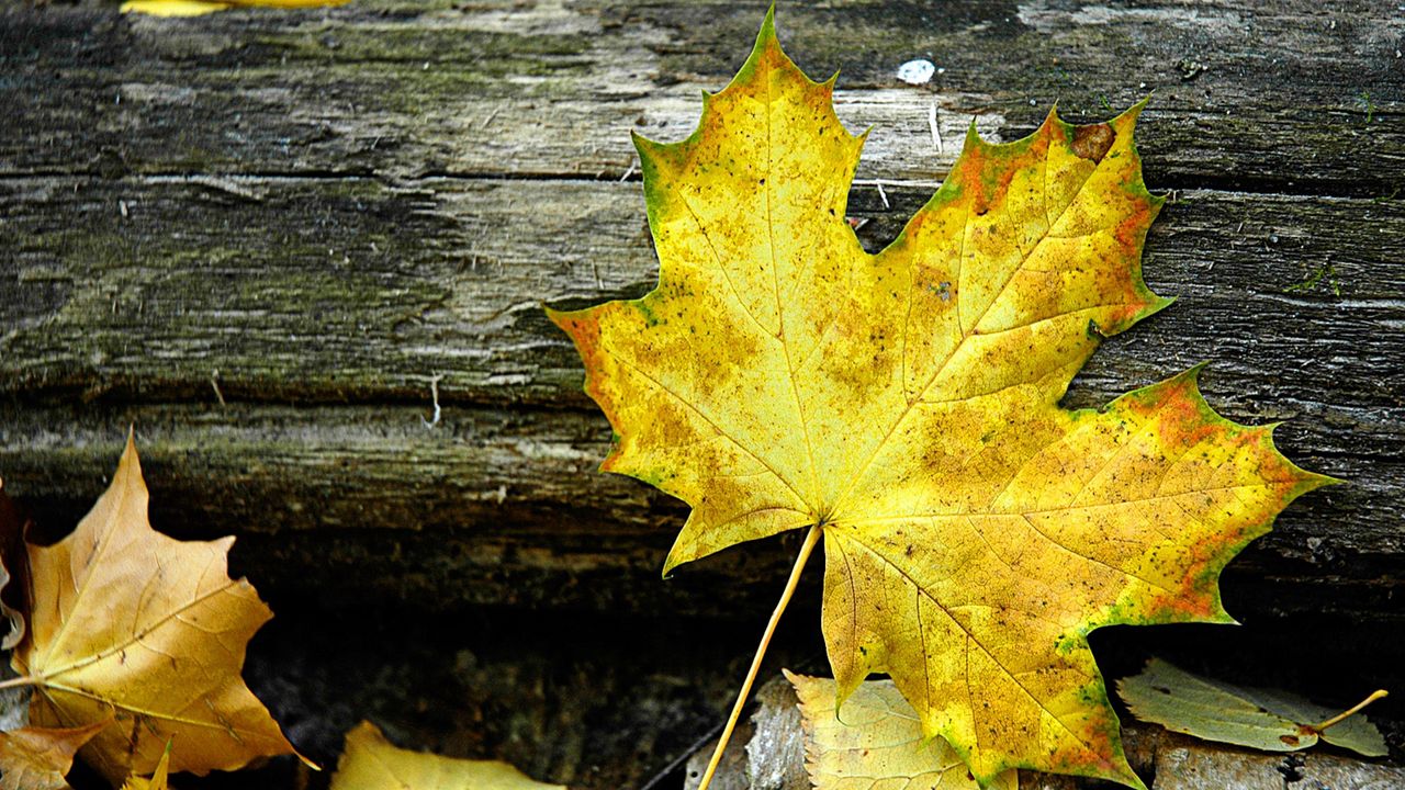 Обои лист, клен, осень, бревно, желтый, серый