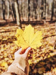 Превью обои лист, клен, рука, осень, опавший, желтый
