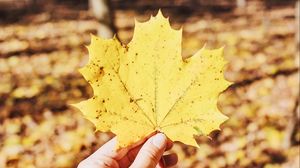Превью обои лист, клен, рука, осень, опавший, желтый