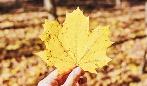 Превью обои лист, клен, рука, осень, опавший, желтый