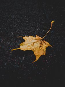 Превью обои лист, клен, сухой, опавший, капли