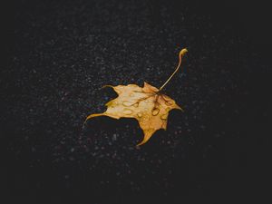 Превью обои лист, клен, сухой, опавший, капли