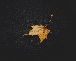 Превью обои лист, клен, сухой, опавший, капли