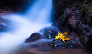 Превью обои лист, клен, вода, осень, камни