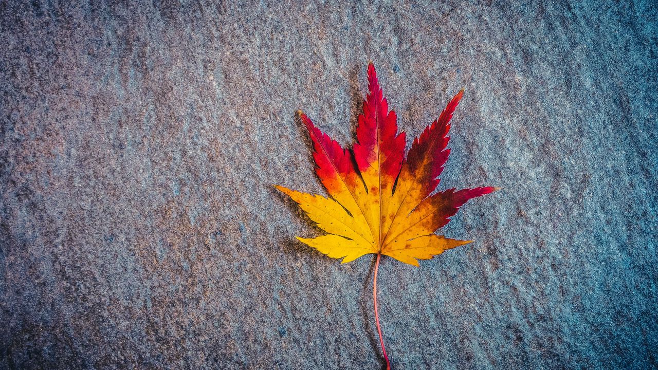 Обои лист, кленовый, осень, минимализм