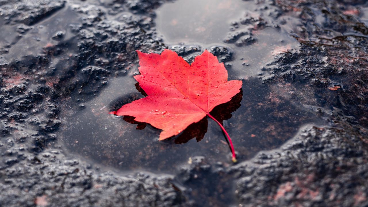 Обои лист, красный, лужа, кленовый, мокрый, после дождя