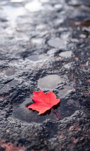 Превью обои лист, красный, лужа, кленовый, мокрый, после дождя